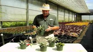 Succulent Agave Care Instructionsavi [upl. by Lajes]