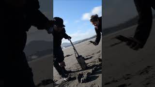 razor clam digging shortvideo harvest fyp razorclams reels pnw beach tiktok [upl. by Burchett]