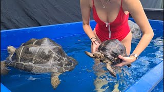 Swimming with Giant Tortoises  Aldabra [upl. by Roinuj948]