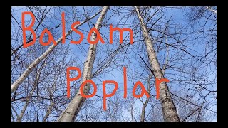 Balsam Poplar  Winter Tree ID [upl. by Carlota]