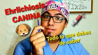 Ehrlichiosis CANINA⚠️ TODO lo que debes de saber 🐶💉 [upl. by Jahdal]