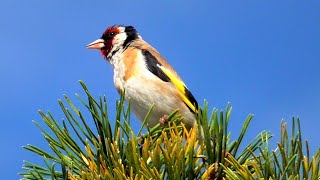 European Goldfinch singing in my Garden  Stieglitze singen [upl. by Clarita]