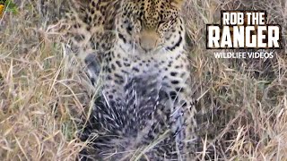 Leopard Takes On A Porcupine  African Wildlife Action [upl. by Gracie]