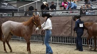 Behind the scenes of the KlebergKennedy County Junior Livestock Show [upl. by Aviva]