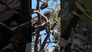 Incredibly Loud Koel Call 🔊🙉 nature wildlife birdsounds [upl. by Bob535]