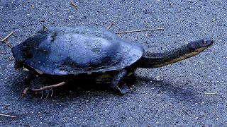 Eastern longnecked turtle walking across bicycle track and scrub into lagoon Chelodina longicollis [upl. by Maloy]