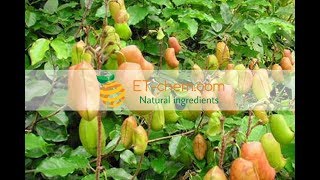 Griffonia seed extracts Griffonia simplicifolia 5HTPbenefits production 2018 [upl. by Manara286]