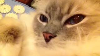 Ragdoll Cat Trigg Meows Without Opening His Mouth  ねこ  ラグドール  Floppycats [upl. by Esinrahc]