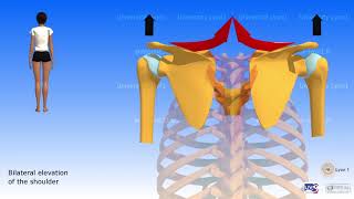 The shoulder girdel [upl. by Oinimreh]