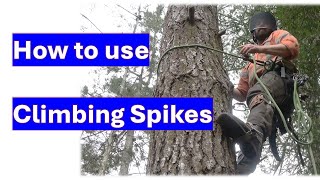 How to use Climbing Spikes or Gaffs or Spurs [upl. by Aidin164]