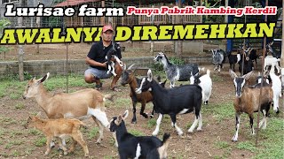 AWALNYA DIREMEHKAN TERNAK KAMBING KERDIL LURISAE FARM BANGUN PABRIK KAMBING NIGERIAN [upl. by O'Meara177]