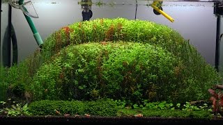 ROTALA TRIMMING [upl. by Coulombe]