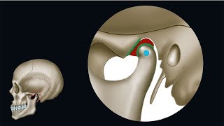 02 Discus articularis Gelenkscheibe  Unterkieferbewegung als Funktion des Kiefergelenks [upl. by Adlog]