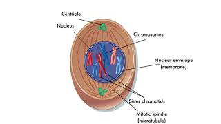 Phases of mitosis [upl. by Vi]