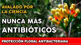 6 Plantas que son ANTIBIÓTICOS Naturales [upl. by Beth]