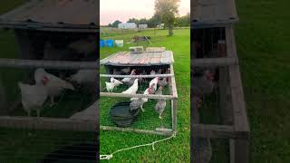 Brought home 32 roosters to process chicken ranch farming viral shorts ￼ [upl. by Terrye9]