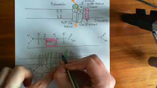 Voltage Gated Sodium Channels [upl. by Cote]