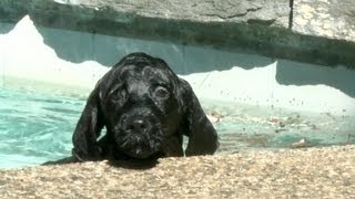 8 Week Old Portuguese Water Dog Puppy Swims for The First Time [upl. by Rush622]