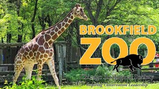 Brookfield Zoo 30Second Commercial quotFamily Campoutquot [upl. by Mcleroy]