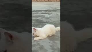 cat cute kitten cutecat pets youtubeshorts catvlog catcute monkeyshines cuteanimal [upl. by Bledsoe812]