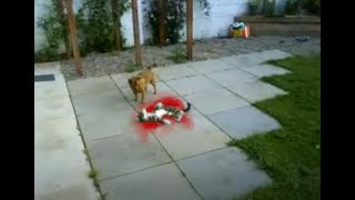 Killer Dog Savagely Attacks Helpless Cat VERY GRAPHIC [upl. by Lekcar548]