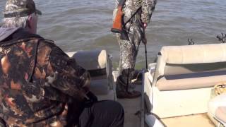 Cormorant Depredation on Santee Cooper [upl. by Asennav]