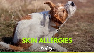 Skin Allergies in dogs  holistic treatment [upl. by Ahtera635]