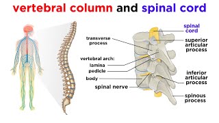 The Central Nervous System The Brain and Spinal Cord [upl. by Ennaoj161]