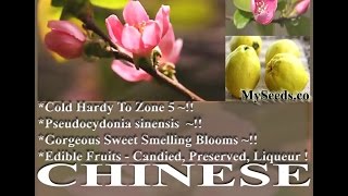 Chinese Quince Fruit Chaenomeles sinensis  Mugua Mogwa Karin Seeds on wwwMySeedsCo [upl. by Nyladnohr]