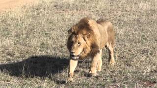 Manyelethi Male Lions at MalaMala by Winfried Simm [upl. by Orlan396]