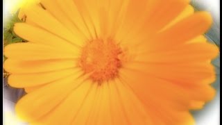 Calendula  the Power to Heal  Harmonic Arts [upl. by Twedy]