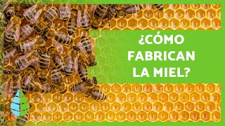 ¿Cómo hacen la MIEL las ABEJAS 🍯🐝 Producción  Extracción de los Panales [upl. by Aicilif]