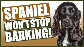 How To Stop Your SPANIEL Barking [upl. by Blackington]