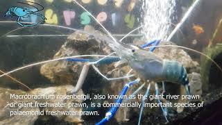 Macrobrachium rosenbergii  giant freshwater prawn [upl. by Sidwohl682]