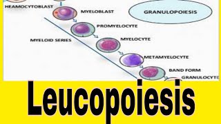 Leukopoiesis WBCs Formation [upl. by Nwatna]