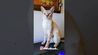 Serengeti cat catlovers catbreeds breeds shorts shortsfeed serengeti cute rare [upl. by Alonso]