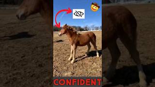 Blind Horse Finally Gains Its Confidence [upl. by Rein]