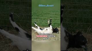 The Fainting Goat  Faint and Funny [upl. by Kerns]