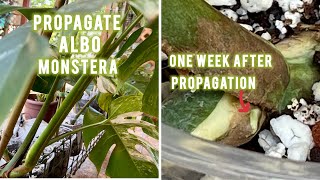 One Week from Propagation with Monstera Albo Updated [upl. by Aloivaf761]