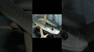 Black mamba snake and lion snake lion facts venom wildlifeanimals poision tiktok reels [upl. by Senoj]