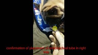 Dog  confirmation of endotracheal tube placement in pug dog by Dr Netaji Shingte latur [upl. by Maiah]