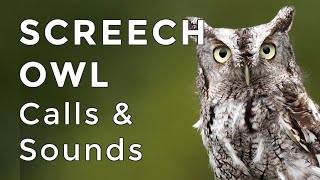 Eastern Screech Owl Sounds Learn their TWO haunting calls 2024 [upl. by Arhat]