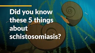 Did you know these 5 things about schistosomiasis [upl. by Ahsotal]