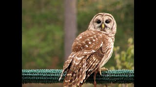 Mating Sounds Or Monkey Calls Of Barred Owls at night so only sounds [upl. by Llyrad]