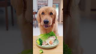 金毛的减脂瘦身餐A Diet Plan for Golden Retrievers to Lose Weight and Stay Fit pets goldenretriever [upl. by Hayashi]