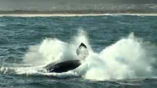 Whale Breaches and Closeups in Hermanus  South Africa [upl. by Anirhtak969]