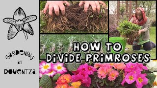 How to Divide Primroses amp Polyanthus  Quick and Easy Guide [upl. by Trygve]