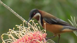 Eastern spinebill – Acanthorynchus tenuirostris [upl. by Orson]