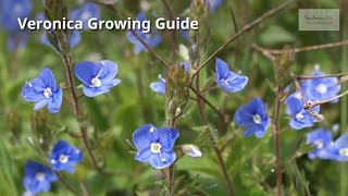 Veronica Growing Guide Speedwell by GardenersHQ [upl. by Oralie661]