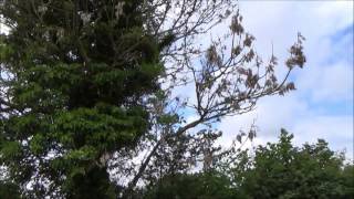 Has Ash dieback disease come to our farm [upl. by Htnnek951]